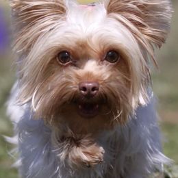 Yorkshire Terriers from Helen Chappel