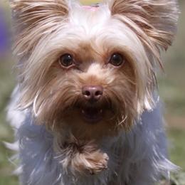 Yorkshire Terriers from Helen Chappel