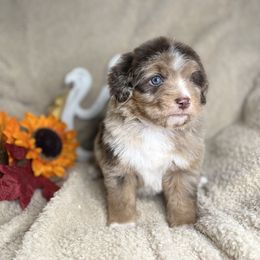 Nick - Brown merle male Aussiedoodle puppy in Lookout, California from Remington Kennels, LLC