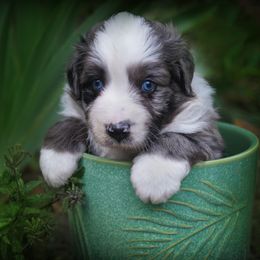 Elton - Blue merle male Australian Shepherd puppy in Lexington, South Carolina from Lightspeed Kennels