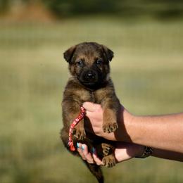 Red - Sable male German Shepherd puppy in Cherryville, North Carolina from Masky Kennel