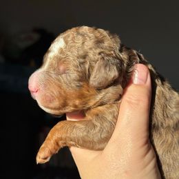 Chip - Chocolate merle male Bernedoodle puppy in Hillsboro, Oregon from Myt fine doodles
