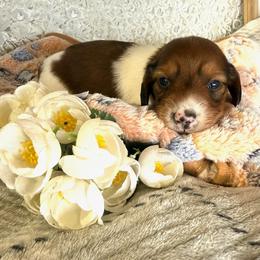 Oliver - Piebald male Dachshund puppy in Mountain Home, Arkansas from Furry Friends Kennel