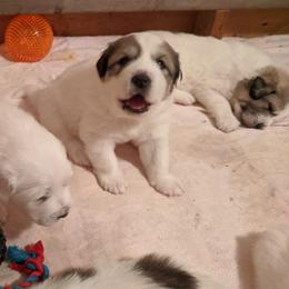Great Pyrenees Puppies from Duck Creek Poultry Place & Wilson's Waterfowl