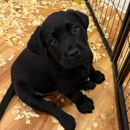 Boy 6 yellow collar - Black male Labrador Retriever puppy in Ledyard, Connecticut from Outback Stables