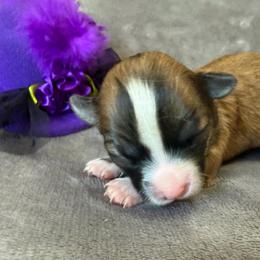 Sofia - Black sabled fawn female Chihuahua puppy in Seneca, Missouri from Stephanie’s Puppy Colony