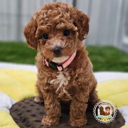 Ginger - Red  female Poodle puppy in Salem, Missouri from Meadowbrook Poodles