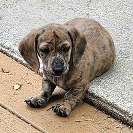 Mickey - Cream male Dachshund puppy in Littlestown, Pennsylvania from Redeemer's Dachshunds