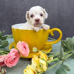 Giant - Caramel ice female Australian Labradoodle puppy in Denton, Texas from Liberty Hill Labradoodles