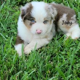 Joey - Red tri male Miniature Australian Shepherd puppy in Waxhaw, North Carolina from Cane Creek Aussies