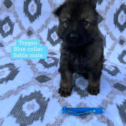 Tsygan - Sable male German Shepherd puppy in New Cambria, Missouri from Des Hausraben Shepherds