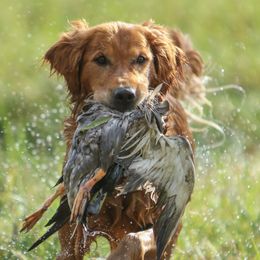 Golden Retrievers from Ghostryder Kennel
