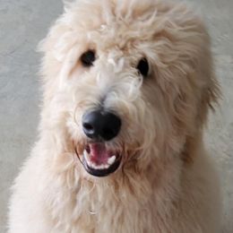 Goldendoodles from Doodlemates