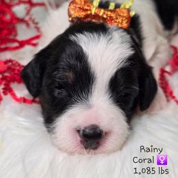 Coral - Black and white female Bernedoodle puppy in Rockledge, Florida from Stormie's Doodles