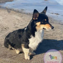 Denver  - Pembroke Welsh Corgi
