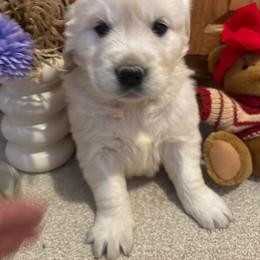 Alice - Light golden female Golden Retriever puppy in Grant County, Indiana from On The Sunny Side Pavey Farms
