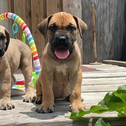 Boerboel Puppies from Dynasty Blue Ridge Boerboel