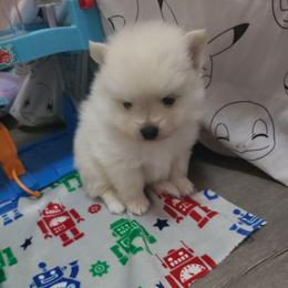 Boy 2 - Cream male Pomeranian puppy in Ontario, California from Cynthia's Pomeranians