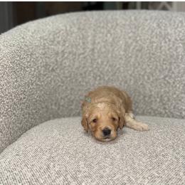 Clover - Apricot male Goldendoodle puppy in Layton, Utah from Gracious Doodle Dogs