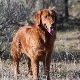 Annie - Golden Retriever