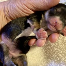 Maltipoo, Morkie, and Yorkipoo Puppies from Danza Bolo