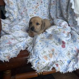 Theodore - Cream male Dachshund puppy in Pontotoc, Mississippi from Toddy Kennels