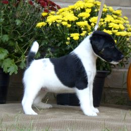 Smooth Fox Terrier and Whippet Puppies from Mardel Robeson