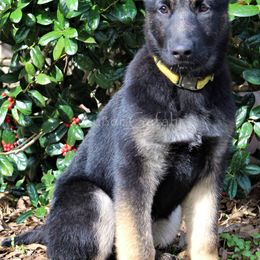 German Shepherd Puppies from Außer Gefahr German Shepherds