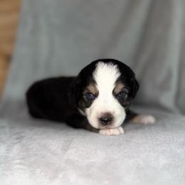 Harbor - Black tri-color male Australian Shepherd puppy in Newton, Mississippi from Bright Star Aussies