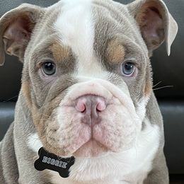 Boy 6 - Bulldog puppy in Fairfax, California from Marin Bulldogs