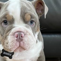 Boy 6 - Bulldog puppy in Fairfax, California from Marin Bulldogs