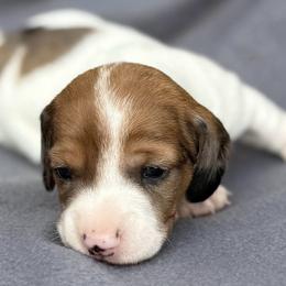 Red Piebald Dapple male - Piebald male Dachshund puppy in Bakersfield, California from Open Hourglass LLC