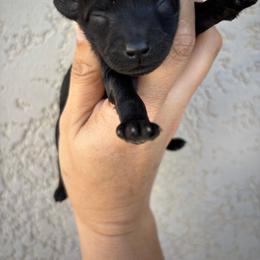 Hershey - Black and white male Aussiedoodle puppy in Spring Hill, Florida from Pawprint Dreams Boarding and Kennel