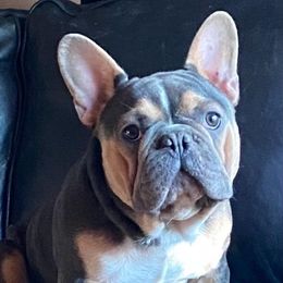 Myles - French Bulldog