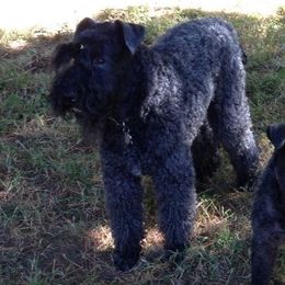 Kerry Blue Terriers from Goodfellas