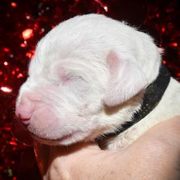 Black collar, male. - White male Dogo Argentino puppy in San Diego, California from Debonair Dogos