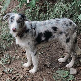 Cibbe - Border Collie