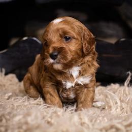 Beckham - Red  female Goldendoodle puppy in Tyner, Kentucky from Good Dog Doodles