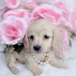 Casey cream longhair - Cream female Dachshund puppy in Richmond, Virginia from Irresistible Dachshunds & Cavaliers