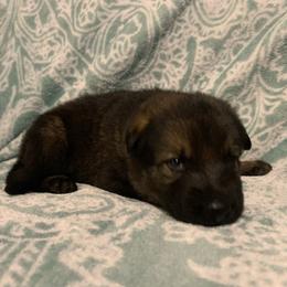 Male 4-dark green. - Sable male German Shepherd puppy in Effingham County, Illinois from Delaney Working Dogs