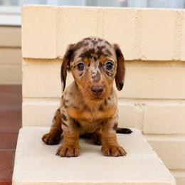 Lola - Chocolate and tan female Dachshund puppy in Arcadia, California from Cruz Industries - Dachshund Company & French Bulldog Company