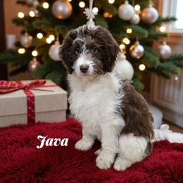 Java - Brown and white female Aussiedoodle puppy in Lebanon, Oregon from Abbott Family Farm