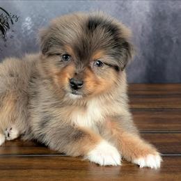 Chance - Blue merle male Australian Shepherd puppy in Fultonville, New York from Sandy Aussies & Pomeranians