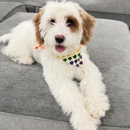 Goldendoodle All Grown Up from The Puppy Nest