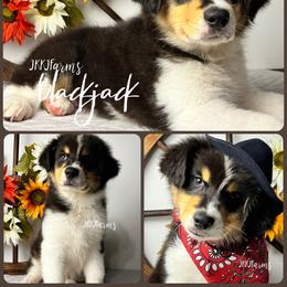 1 Blackjack, BTM - Black tri-color male Australian Shepherd puppy in Huntington, Texas from JKKJ Farms, LLC