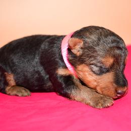 Emory - Black and tan female Welsh Terrier puppy in Draper, Virginia from Shady Oaks WFT