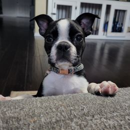 Boston Terrier Puppies from Howell Terriers