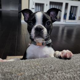 Boston Terrier Puppies from Howell Terriers
