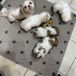 Shih Tzu Puppies from Prescious Shih Tzu’s