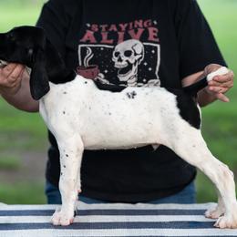 Crash - Black and white male German Shorthaired Pointer puppy in Greensburg, Kentucky from Nosam Kennels- Hungarian Vizslas, and German Shorthairs Located in Kentucky